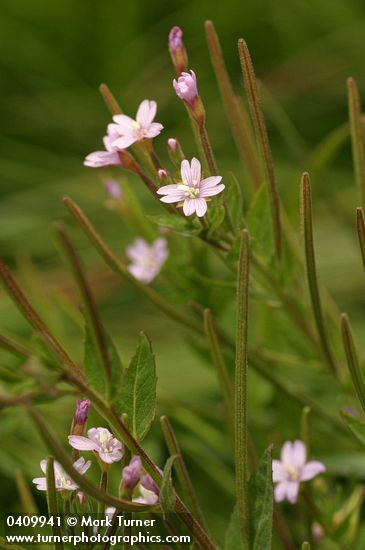 Epilobium hornemannii ssp. hornemannii