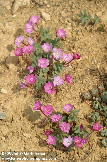 Epilobium siskiyouense