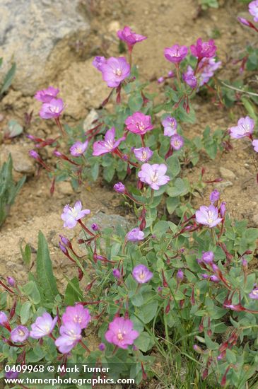 Epilobium siskiyouense