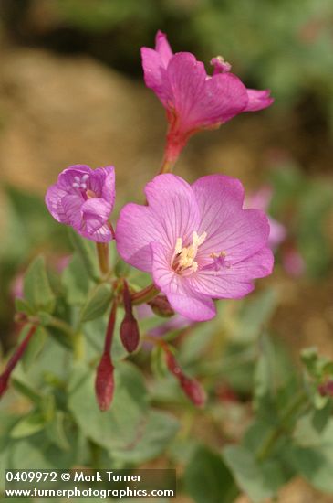 Epilobium siskiyouense