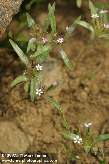 Collomia tinctoria