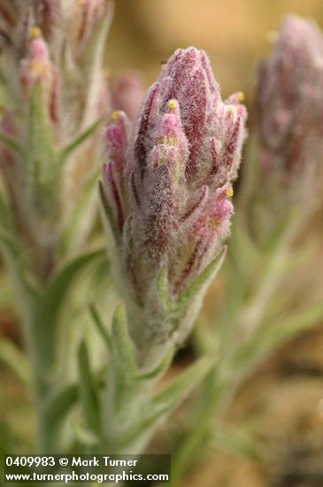 Castilleja schizotricha