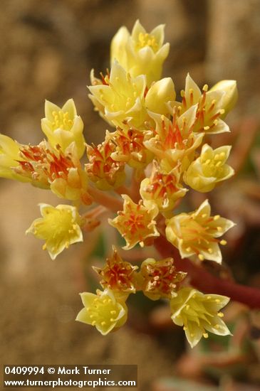 Sedum obtusatum