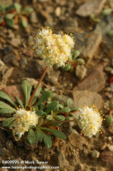 Cistanthe umbellata