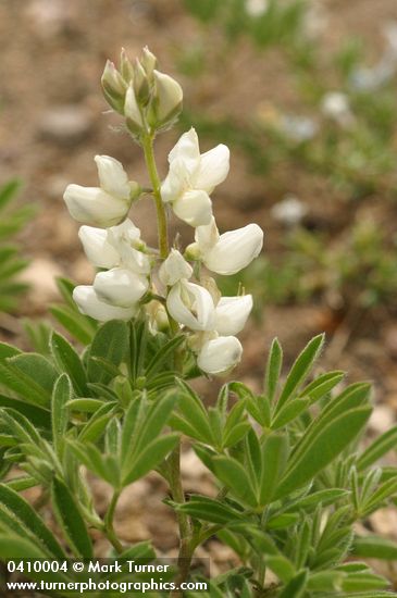 Lupinus andersonii
