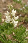 Anderson's Lupine