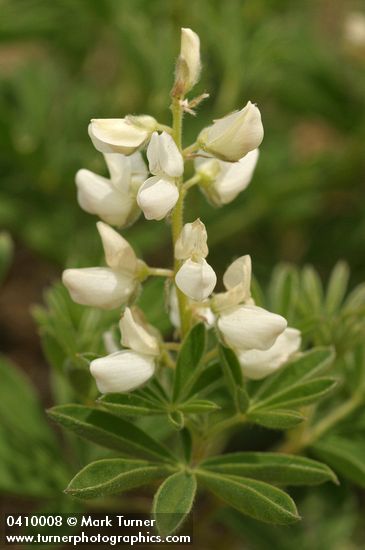 Lupinus andersonii