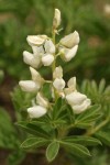 Anderson's Lupine blossoms & foliage