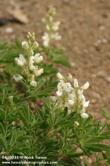 Lupinus andersonii
