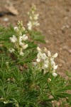 Anderson's Lupine