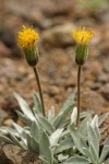 Silky Raillardella blossoms & foliage