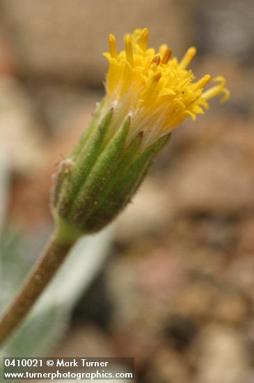 Raillardella argentea