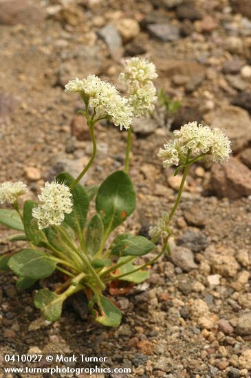 Eriogonum pyrolifolium var. coryphaeum