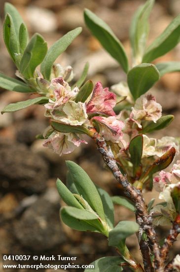 Polygonum shastense