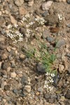 Crater Lake Sandwort