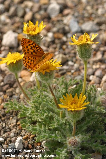 Hulsea nana; Speyeria callippe