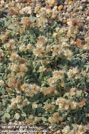 Phacelia hastata var. compacta