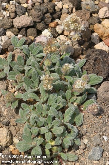 Phacelia hastata var. compacta