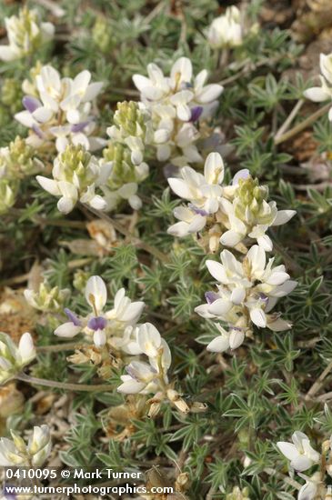 Lupinus lepidus var. lobbii