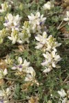 Elegant Lupine (white form) blossoms & foliage detail