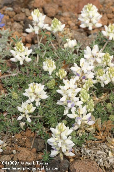 Lupinus lepidus var. lobbii