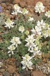 Elegant Lupine (white form) blossoms & foliage detail