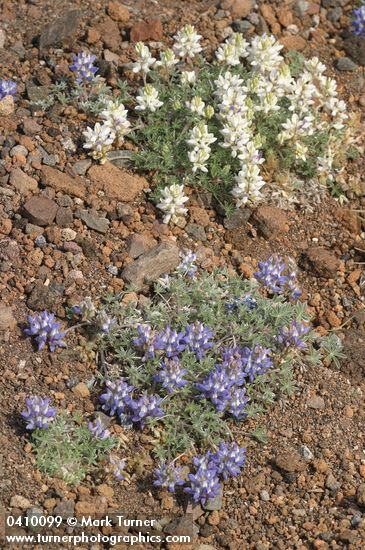 Lupinus lepidus var. lobbii