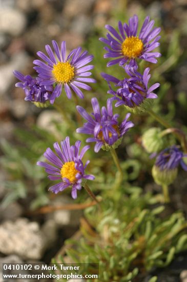 Erigeron elegantulus
