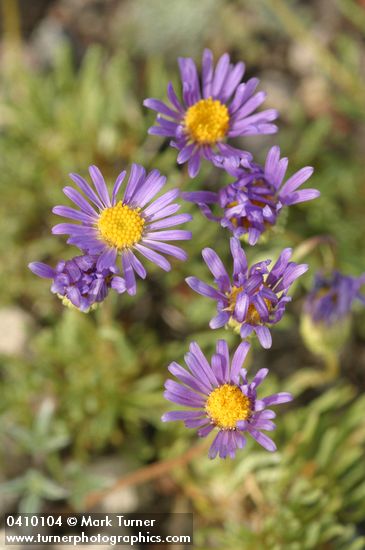 Erigeron elegantulus