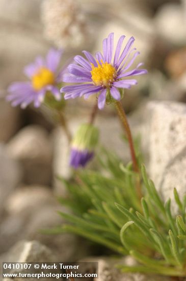 Erigeron elegantulus