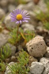 Blue Dwarf Fleabane blossoms & foliage detail