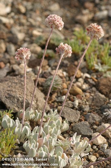 Eriogonum ovalifolium var. nivale