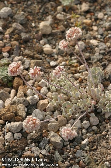 Eriogonum ovalifolium var. nivale
