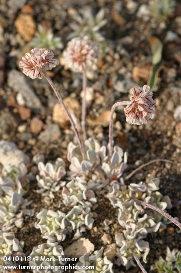 Eriogonum ovalifolium var. nivale