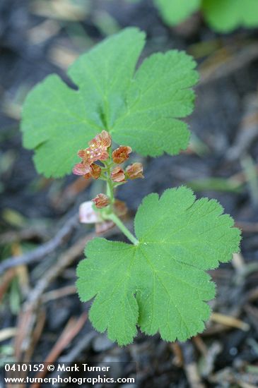 Ribes erythrocarpum