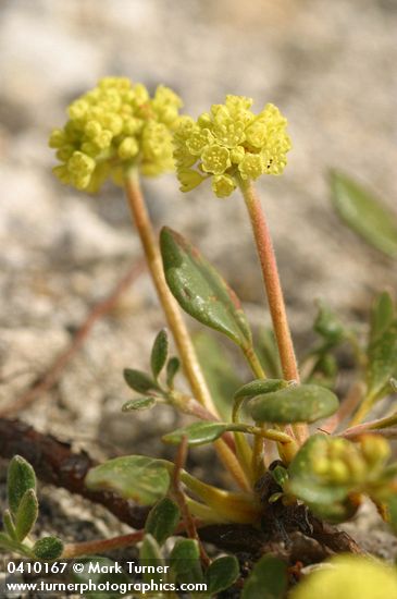 Eriogonum marifolium