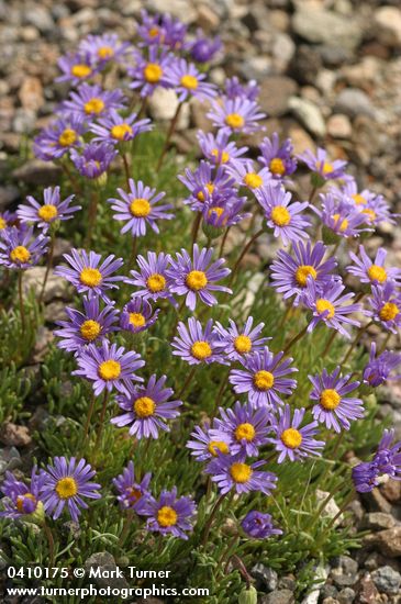 Erigeron elegantulus