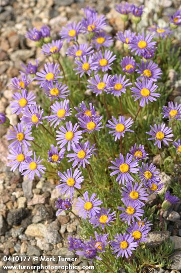 Erigeron elegantulus