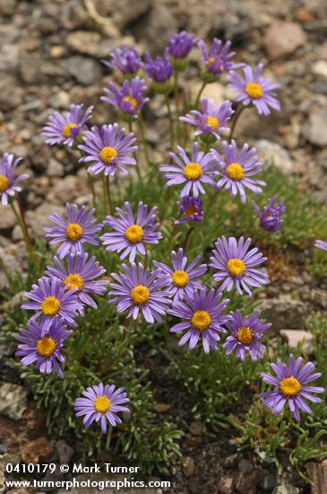 Erigeron elegantulus