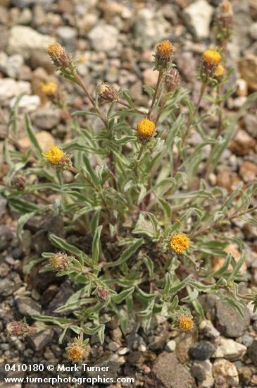 Machaeranthera canescens ssp. canescens var. shastensis