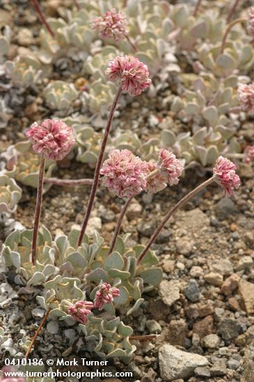 Eriogonum ovalifolium var. nivale