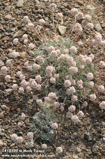 Eriogonum ovalifolium var. nivale