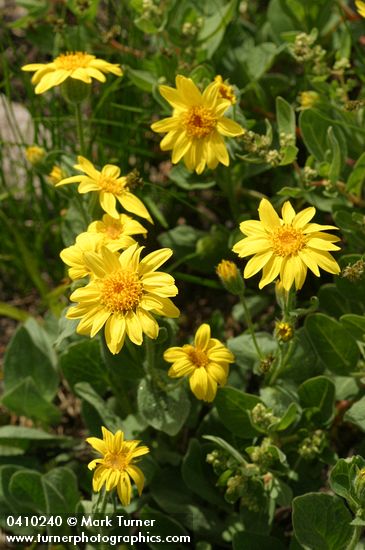 Arnica diversifolia