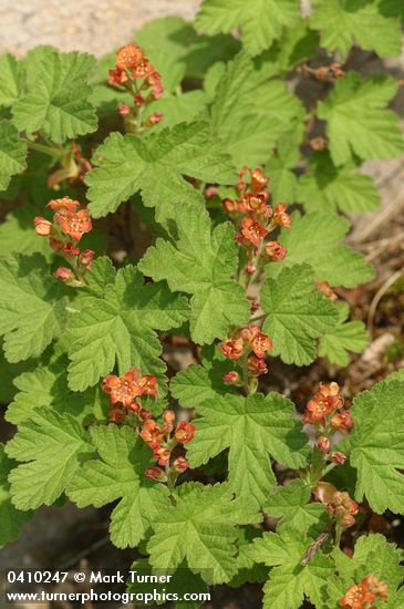 Ribes erythrocarpum