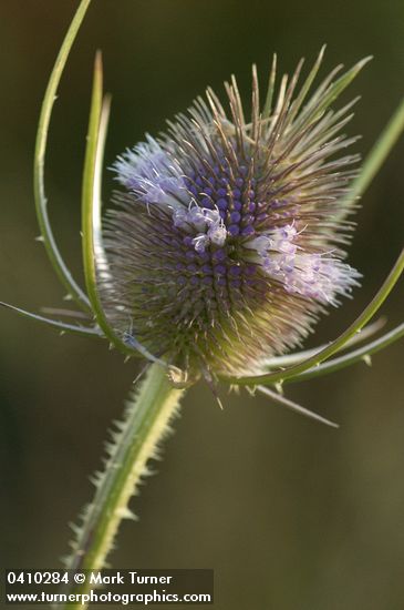Dipsacus fullonum
