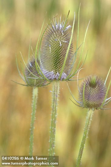 Dipsacus fullonum