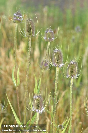 Dipsacus fullonum