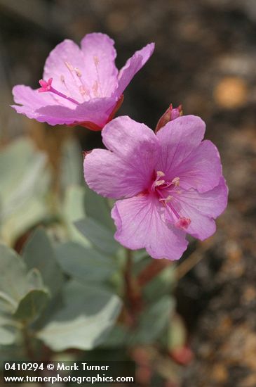 Epilobium rigidum