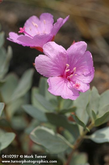 Epilobium rigidum