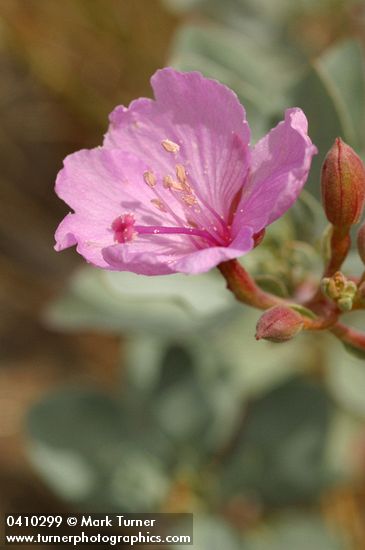 Epilobium rigidum